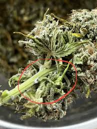 Attēlu rezultāti vaicājumam “Trichia botrytis spores”