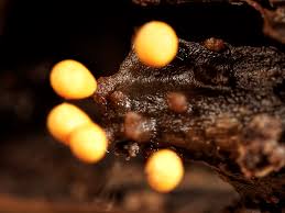 Attēlu rezultāti vaicājumam “Trichia varia macro”