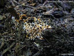 Attēlu rezultāti vaicājumam “Hemitrichia serpula macro”