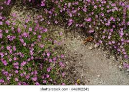 Attēlu rezultāti vaicājumam “Gypsophila muralis”