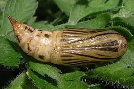 Attēlu rezultāti vaicājumam “Thalera fimbrialis”