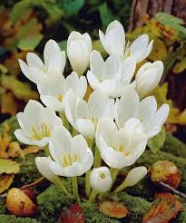 Image result for Herbstzeitlose