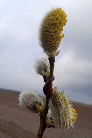 Attēlu rezultāti vaicājumam “Salix daphnoides subsp. acutifolia bud”