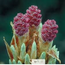 Attēlu rezultāti vaicājumam “Pinus sylvestris female flower”