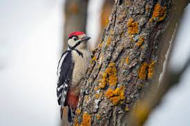 Attēlu rezultāti vaicājumam “Dendrocopos leucotos male”