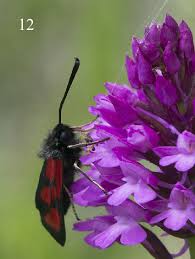Attēlu rezultāti vaicājumam “Zygaena filipendulae”