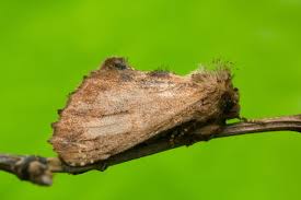 Attēlu rezultāti vaicājumam “Ptilodon capucina”