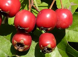Attēlu rezultāti vaicājumam “Crataegus x macrocarpa fruit”