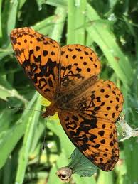 Attēlu rezultāti vaicājumam “Lepidoptera”