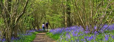 Image result for Mid Surrey Ramblers
