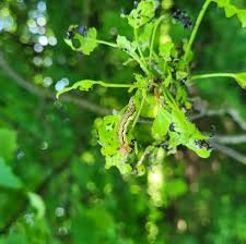 Attēlu rezultāti vaicājumam “Erannis defoliaria larva”