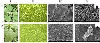 Attēlu rezultāti vaicājumam “Chenopodium album leaf”