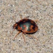 Attēlu rezultāti vaicājumam “Omophron limbatum”