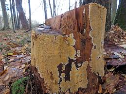 Attēlu rezultāti vaicājumam “Crustoderma dryinum”