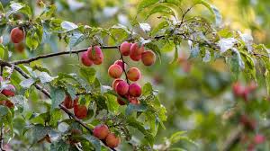 Attēlu rezultāti vaicājumam “Prunus (plum-tree)”