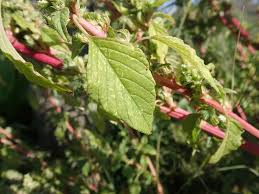 Attēlu rezultāti vaicājumam “Amaranthus retroflexus leaf”