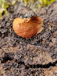 Attēlu rezultāti vaicājumam “Reticularia jurana spores”