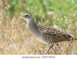 Attēlu rezultāti vaicājumam “Crex crex”