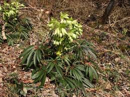 Image result for Helleborus foetidus