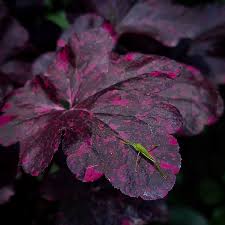 Image result for Heuchera `Midnight Rose`