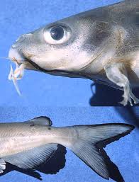 Image result for Ictalurus punctatus