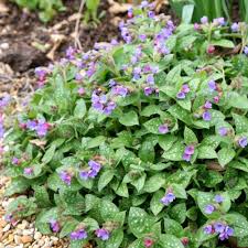 Attēlu rezultāti vaicājumam “Pulmonaria saccharata”