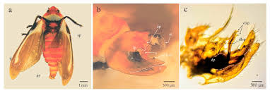 Attēlu rezultāti vaicājumam “Cephalozia bicuspidata sporophyte”