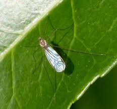 Attēlu rezultāti vaicājumam “Trichocera regelationis”