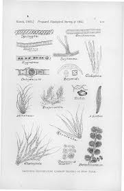 Attēlu rezultāti vaicājumam “Chaetophora pisiformis”