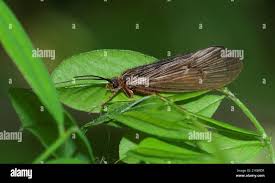 Attēlu rezultāti vaicājumam “Potamophylax”