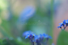 Image result for Vergissmeinnicht