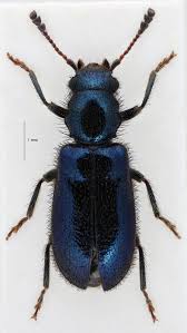 Attēlu rezultāti vaicājumam “Korynetes caeruleus”