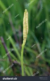 Attēlu rezultāti vaicājumam “Ophioglossum vulgatum”