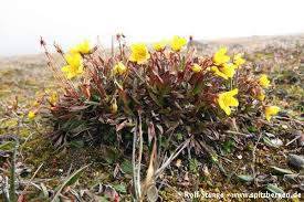 Attēlu rezultāti vaicājumam “Saxifraga hirculus”