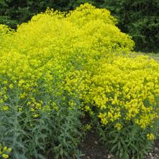 Image result for Isatis tinctoria