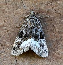 Attēlu rezultāti vaicājumam “Protodeltote pygarga”