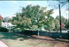 Rutaceae <b>Evodia</b> (Tetradium) danielii 970112 on PlantPlaces.