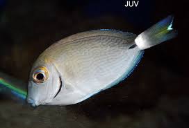 Image result for Acanthurus bahianus