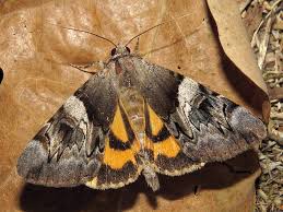 Attēlu rezultāti vaicājumam “Catocala fulminea”