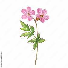 Attēlu rezultāti vaicājumam “Geranium sylvaticum bud”