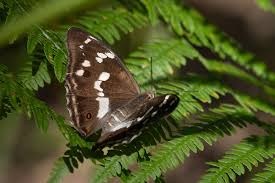 Attēlu rezultāti vaicājumam “Apatura iris female”