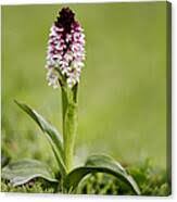 Attēlu rezultāti vaicājumam “Orchis ustulata”