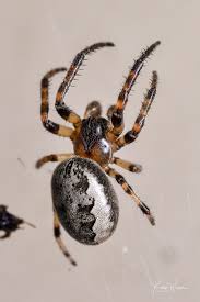 Attēlu rezultāti vaicājumam “Larinioides cornutus”