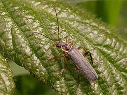 Attēlu rezultāti vaicājumam “Cantharis nigricans”