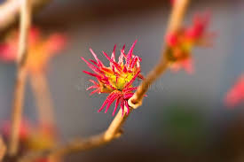 Attēlu rezultāti vaicājumam “Sorbaria sorbifolia bud”