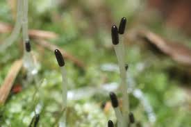 Attēlu rezultāti vaicājumam “Calypogeia neesiana”