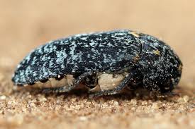 Attēlu rezultāti vaicājumam “Dermestes murinus”