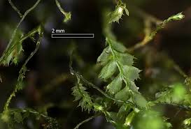 Attēlu rezultāti vaicājumam “Plagiochila porelloides sporophyte”