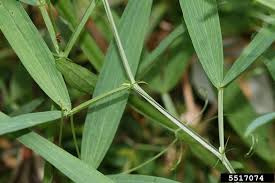 Attēlu rezultāti vaicājumam “Lathyrus sylvestris leaf”