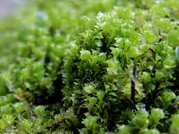 Attēlu rezultāti vaicājumam “Barbilophozia barbata”